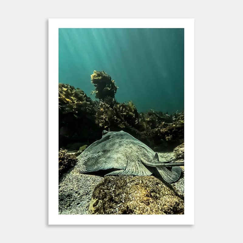 Rays Art Print By Ryan Hansen