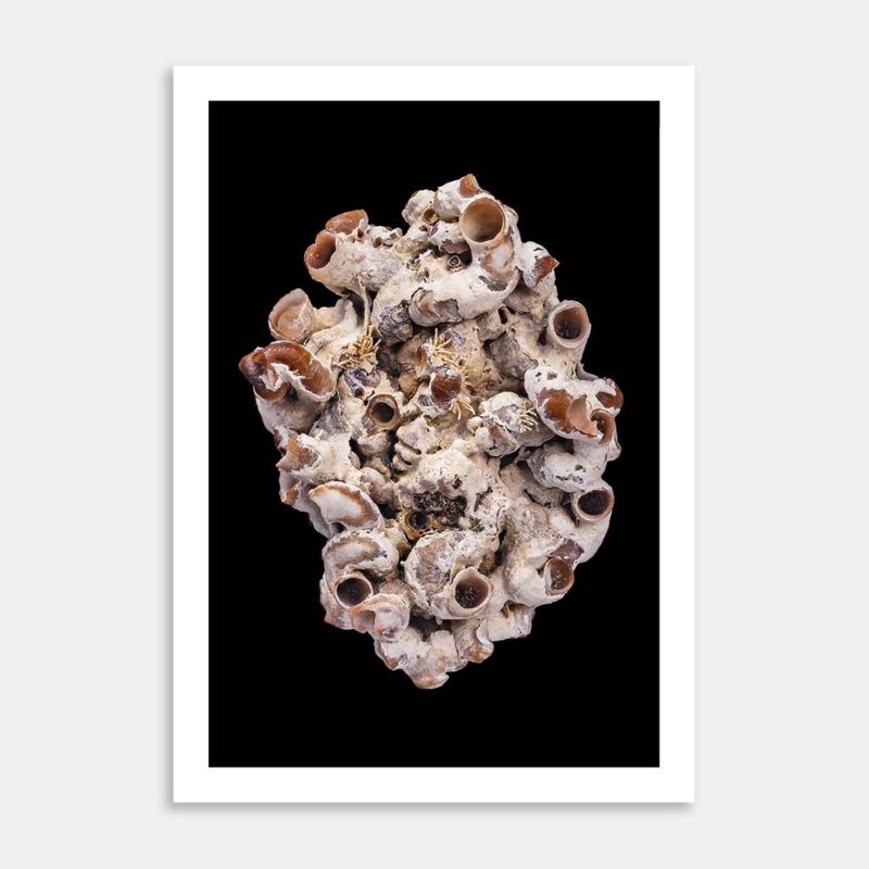 Gifts from Neptune Art Print By Izzy vd Ploeg