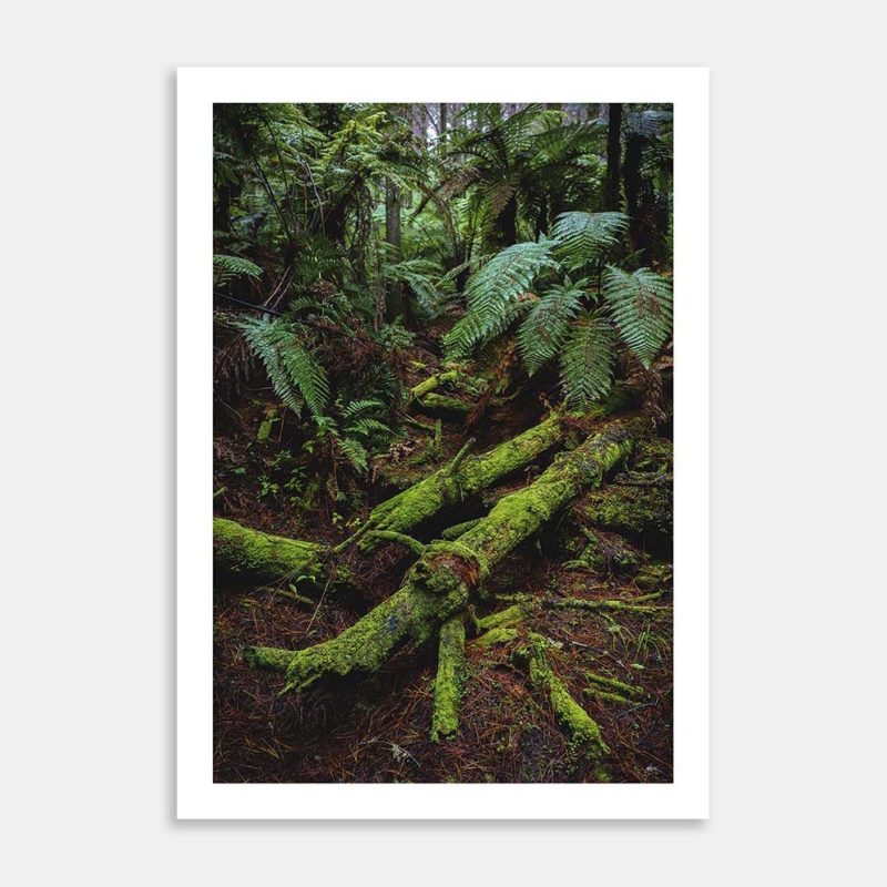 The Forest Art Print By Izzy vd Ploeg