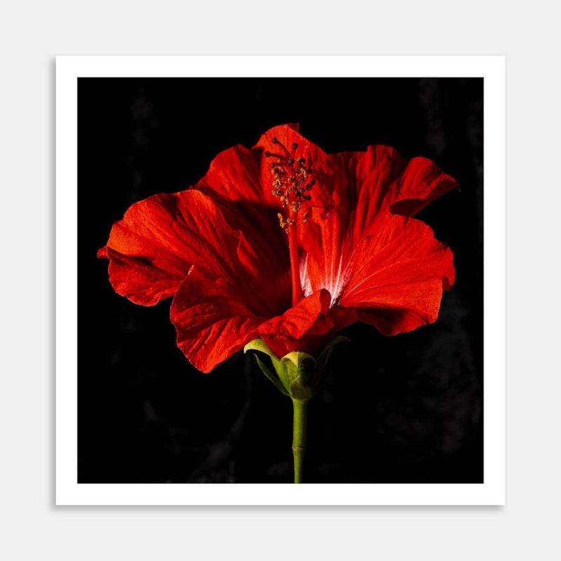 Wandering Inspirations Art Print By Izzy vd Ploeg
