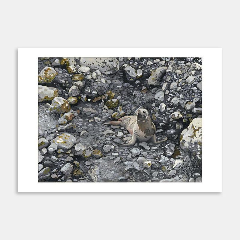 Sealion, Can't See Lion Art Print By Cassie Newman