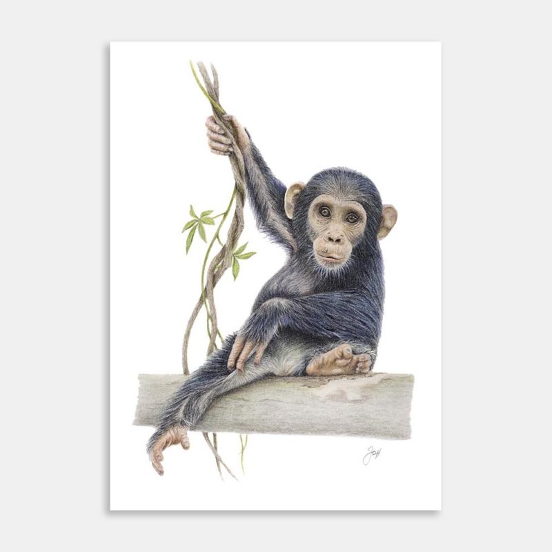 Baby Chimpanzee Art Print By Joanne Humphries