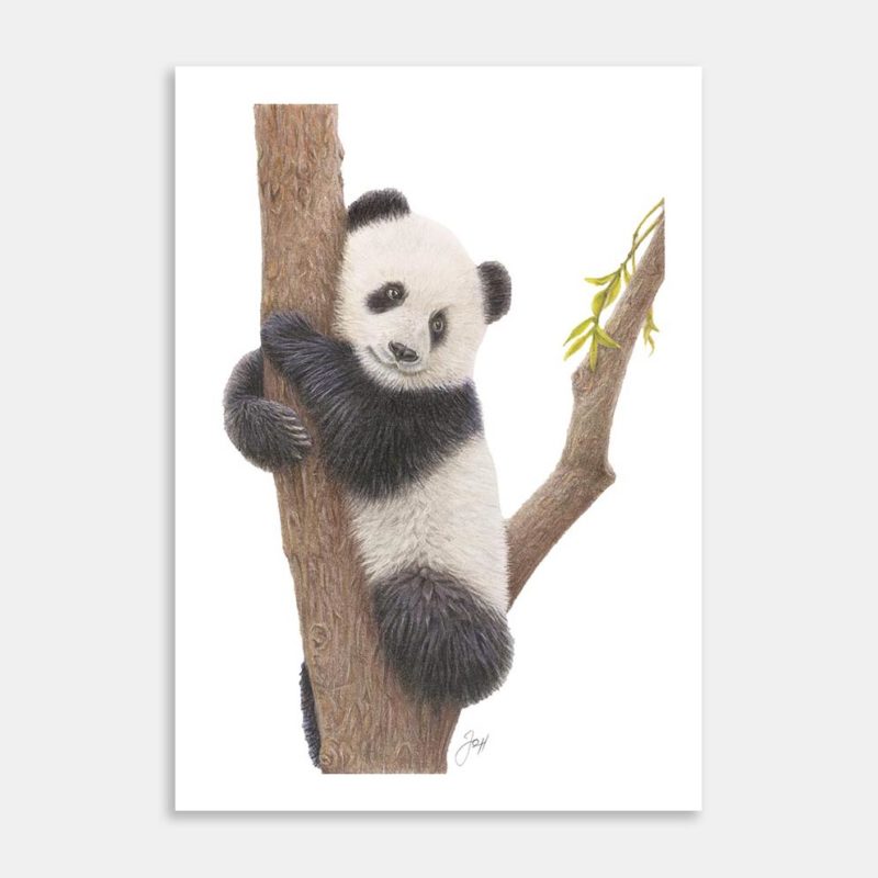 Panda Art Print By Joanne Humphries