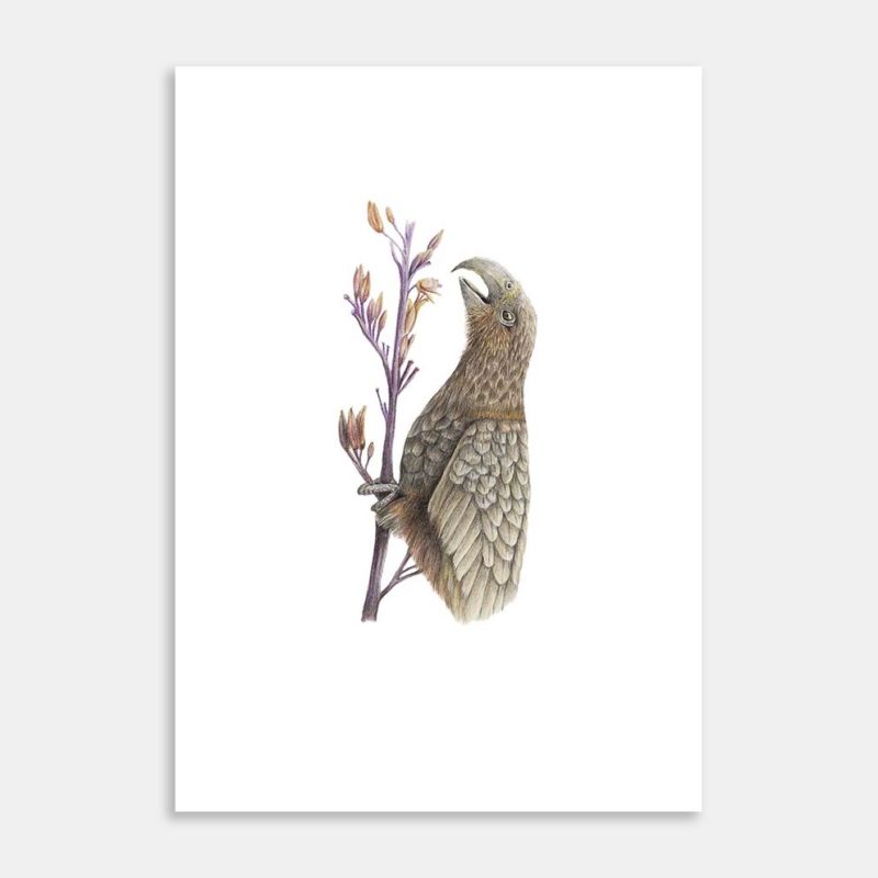 Kaka Art Print By Janine Badger