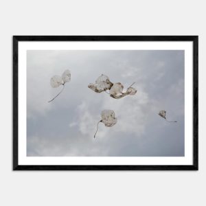 Last Light IV Limited Edition Art Print By Janet Hafoka