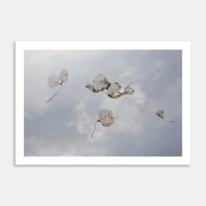 Last Light I Limited Edition Art Print By Janet Hafoka