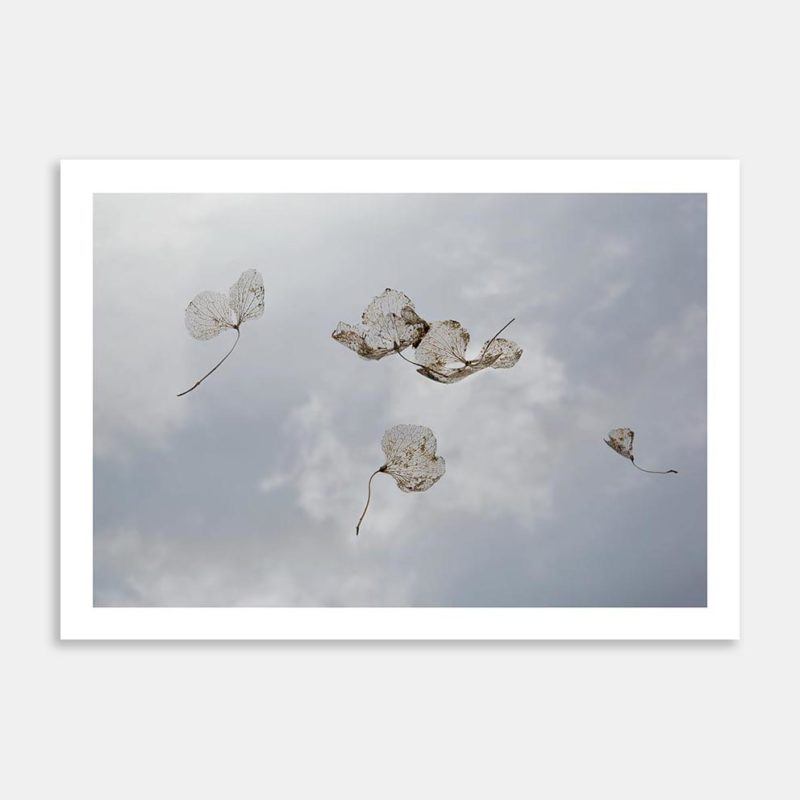 Last Light I Limited Edition Art Print By Janet Hafoka