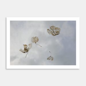Last Light II Limited Edition Art Print By Janet Hafoka