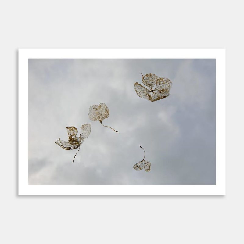Last Light II Limited Edition Art Print By Janet Hafoka