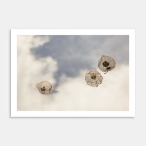 Last Light III Limited Edition Art Print By Janet Hafoka