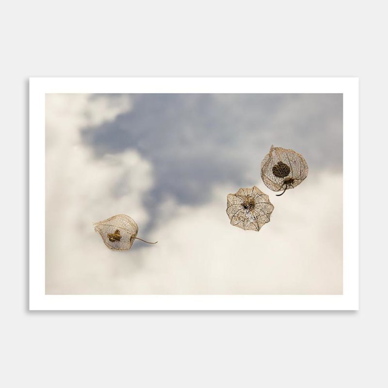 Last Light III Limited Edition Art Print By Janet Hafoka