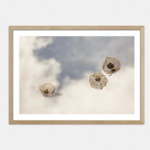 Last Light III Limited Edition Art Print By Janet Hafoka