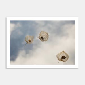 Last Light IV Limited Edition Art Print By Janet Hafoka