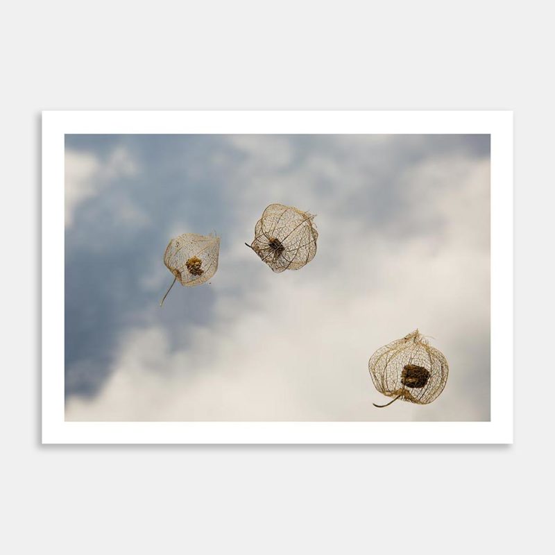 Last Light IV Limited Edition Art Print By Janet Hafoka
