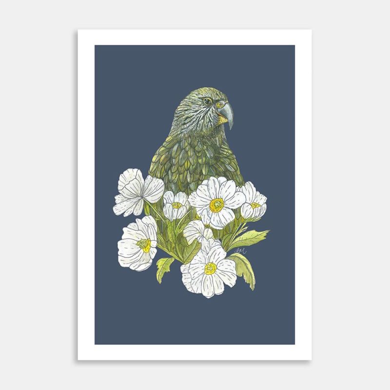 Kea Mt Cook Buttercup Art Print By Lesh Creates