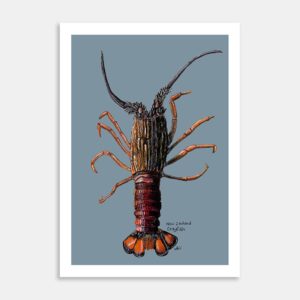 NZ Native Crayfish Art Print By Lesh Creates