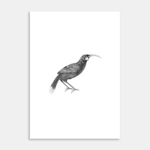 Huia Limited Edition Art Print By Jennifer Greengrass