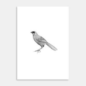 Kōkako Limited Edition Art Print By Jennifer Greengrass