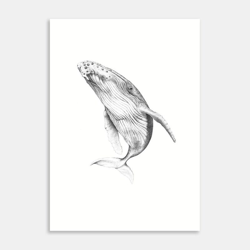 Paikea Limited Edition Art Print By Jennifer Greengrass