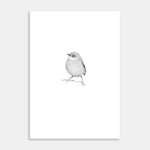 Rock Wren Limited Edition Art Print By Jennifer Greengrass