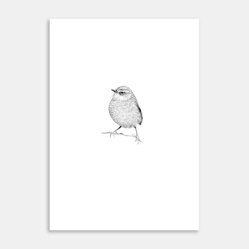 Rock Wren Limited Edition Art Print By Jennifer Greengrass