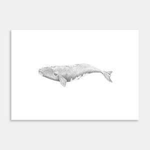 Tohorā Limited Edition Art Print By Jennifer Greengrass jenni