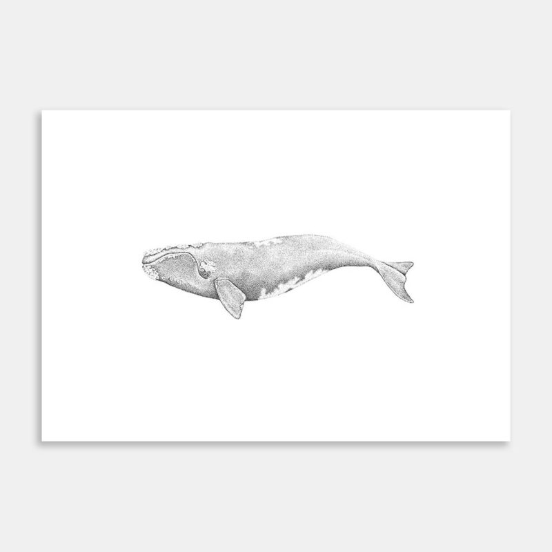 Tohorā Limited Edition Art Print By Jennifer Greengrass jenni