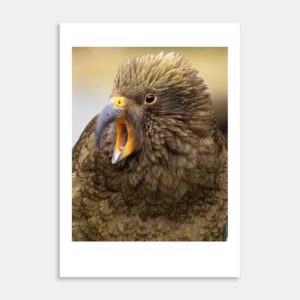Chatterbox Art Print By Paul Sorrell