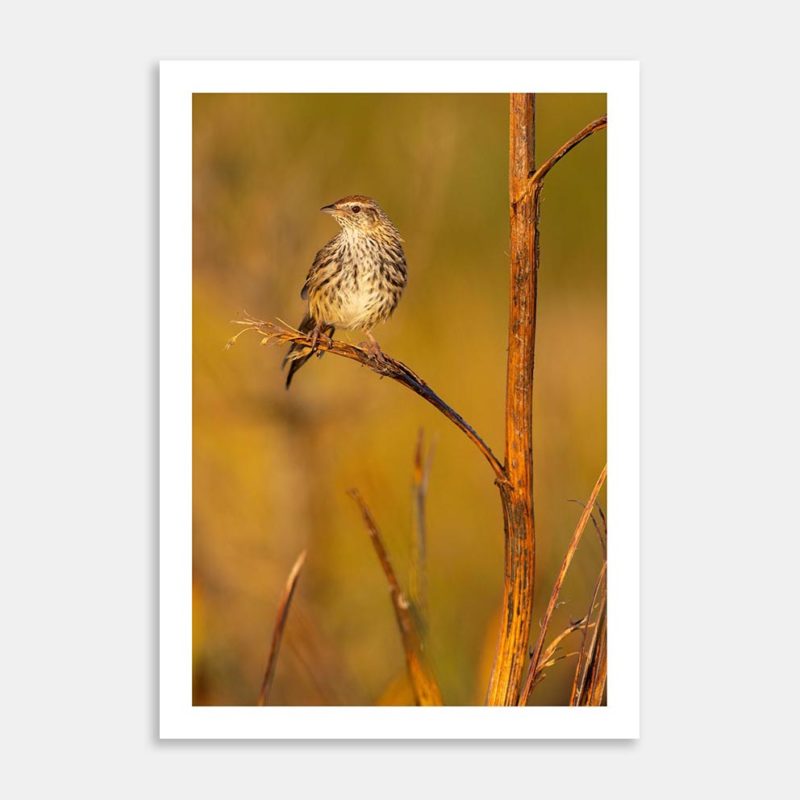 Fernbird At Dawn Art Print By Paul Sorrell