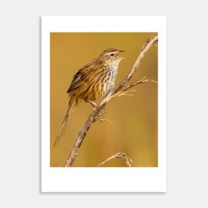 Fernbird Close Up Art Print By Paul Sorrell