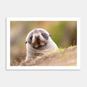 Fur Seal Pup Portrait Art Print By Paul Sorrell