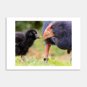 Growing Up Fast Art Print By Paul Sorrell