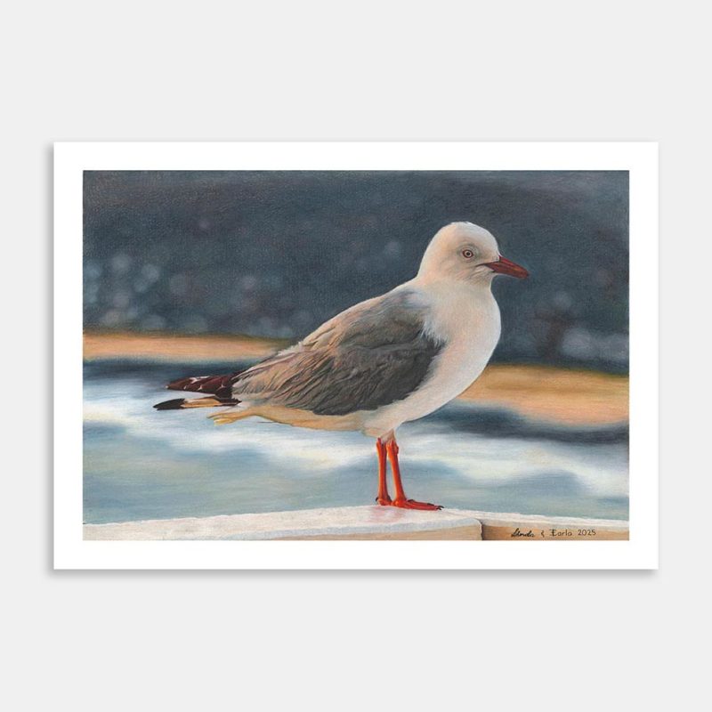 The Dancing Seagull Art Print By Carla Sclanders