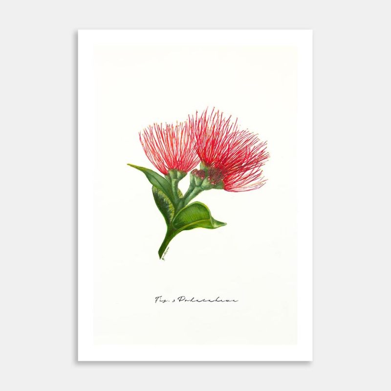 Fig. 3 Pohutukawa Art Print By Rebecca Mathews