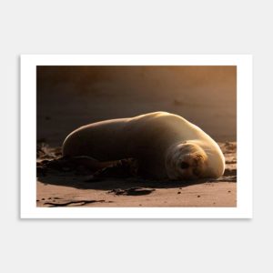 Golden Nap Art Print By Matias di Prospero