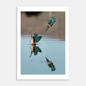 Mirror Dive Art Print By Matias di Prospero
