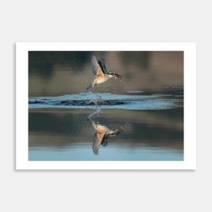 Perfect Catch Art Print By Matias di Prospero