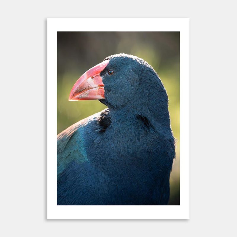 The Takahe Art Print By Matias di Prospero