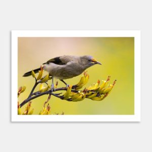 Flax Feast Art Print By Paul Sorrell