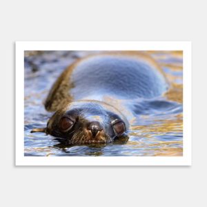 Kekeno Encounter Art Print By Paul Sorrell
