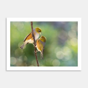 Silvereye Stoush Art Print By Paul Sorrell