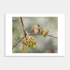 The Wonder Of Snow Art Print By Paul Sorrell