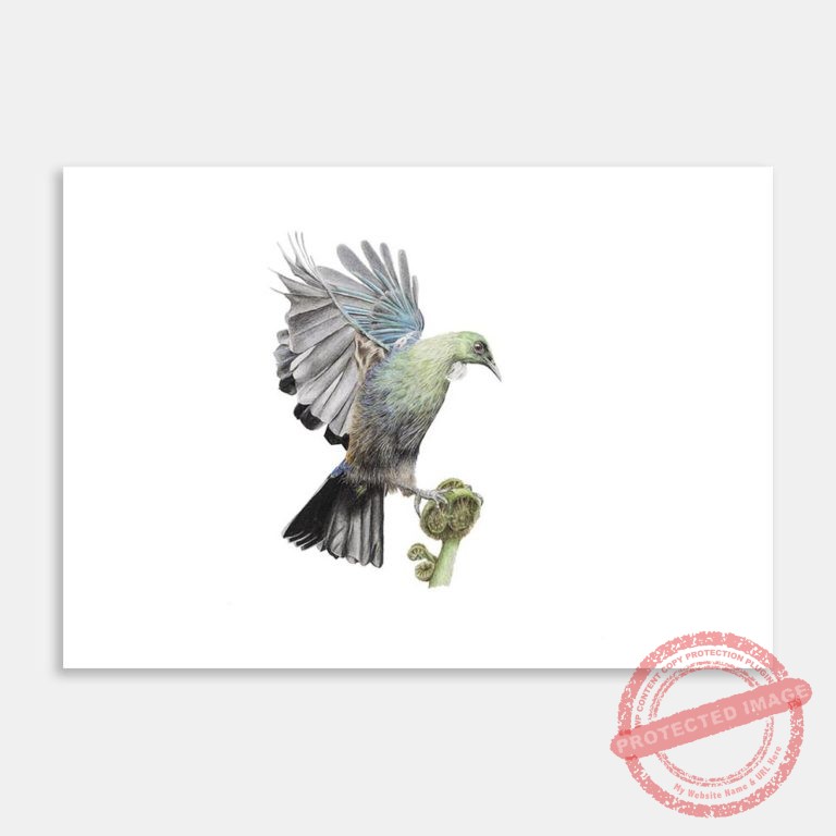 AC-JBAD-Tui and Fern-MI