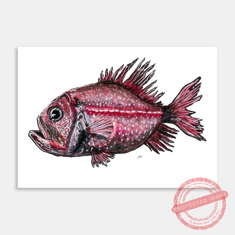 AC-LMCN-Orange Roughy-MI