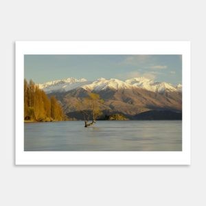 Wanaka Tree New Zealand Art Print By George Chafer