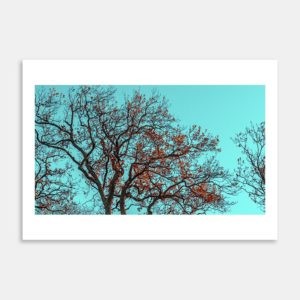 Auckland Domain Art Print By Jeff Michaels