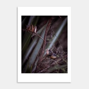 Fantail Portait Art Print By Jeff Michaels