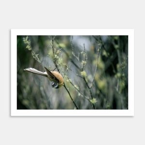 Hang About Art Print By Jeff Michaels