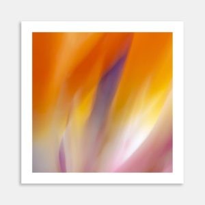 Bird Of Paradise Study Art Print By Destina Munro