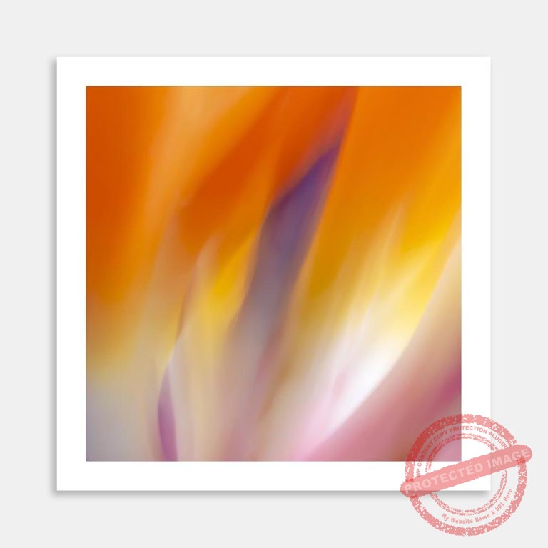 AC-DSM-Bird-of-Paradise study-MI